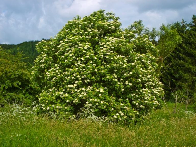 A plant containing elderberries.