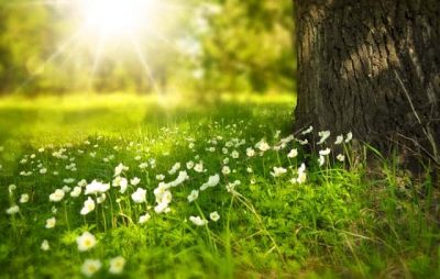 Grass with the sun shining through.